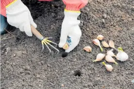  ??  ?? Don’t plant garlic too deep — 30-40mm below the soil surface is sufficient.