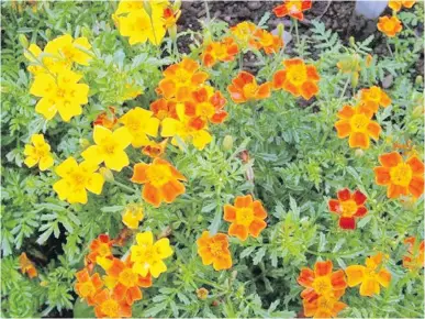  ?? PHOTOS BY HELEN CHESNUT ?? One of the best annuals for filling in spaces in a perennial garden is the ferny-leaved, small-flowered signet (rock garden) marigold. Starfire Mix from Veseys Seeds is a superb example. The plants flower through October.