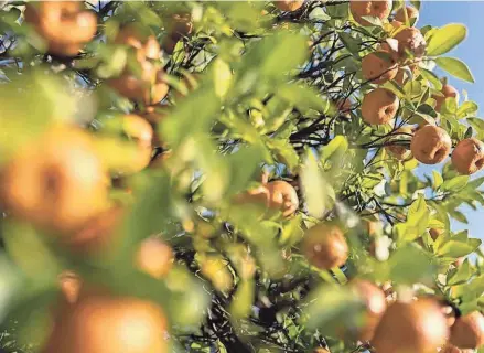  ?? PROVIDED ?? Citrus greening, formally known as huanglongb­ing, has caused massive damage in groves and combined with storms, developmen­t pressures and competitio­n from foreign imports to drive down production and damage the citrus industry.