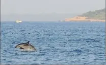  ?? (Photo DR) ?? Le dauphin bleu et blanc est visible proche de nos côtes, ici au Cap d’Antibes.