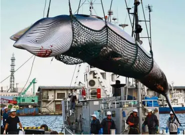  ?? — AP ?? Harpooned: A minke whale being unloaded at a port after whaling for ‘scientific’ purposes in Kushiro at Hokkaido in this file picture. Japan’s commercial whaling will be limited to its territoria­l and economic waters.