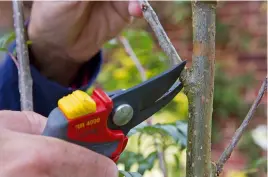  ?? ?? Make your cut just above the branch collar when removing side branches
