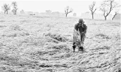  ??  ?? A farmer near Bhopal checks his crop after a hailstorm hit several parts of Madhya Pradesh on Sunday. CM Shivraj Singh Chouhan has promised relief to affected farmers