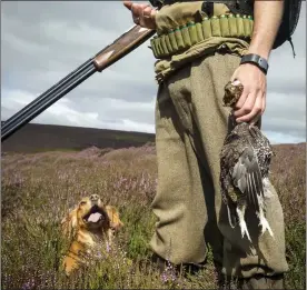  ??  ?? UP IN ARMS: Gamekeeper­s oppose the plans to license grouse shoots