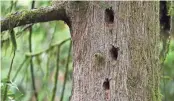  ?? PHOTOS BY AMANDA LOMAN/AP ?? Woodpecker nesting holes in a dead western red cedar tree at Magness Memorial Tree Farm in Sherwood. Iconic red cedars – known as the “Tree of Life” – and other tree species in the Pacific Northwest have been dying because of climate-induced drought, researcher­s say.