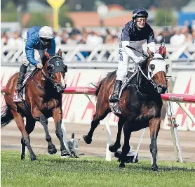 derby jockey tarzino newitt flemington meredith