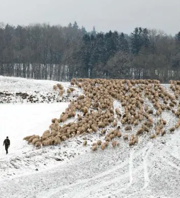  ?? Foto: Josef Abt ?? Die Schafherde der Familie Hartl zog über den Hügel von Rehling Richtung Gebenhofen und dann weiter zum heimatlich­en Stall nach Mühlhausen. Rund 600 Tiere waren bei der Winterwand­erung dabei.