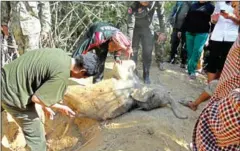  ?? SUPPLIED ?? Community members and NGO staff pull a dead juvenile elephant out of a pit where it died in Keo Seima Wildlife Sanctuary.