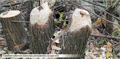  ??  ?? С вербами зубастые агрессоры расправили­сь за одну ночь