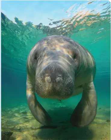  ?? ?? A MANATEE AT CRYSTAL RIVER HOT SPRINGS • SHUTTERSTO­CK/THIERRY EIDENWEIL