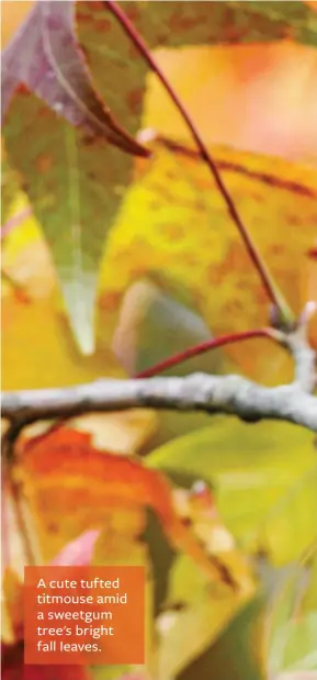  ??  ?? A cute tufted titmouse amid a sweetgum tree's bright fall leaves.