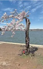  ?? CYBELE MAYES-OSTERMAN/USA TODAY ?? Stumpy, Washington, D.C.’s beloved short cherry tree on the Tidal Basin, is slated for removal later this year.