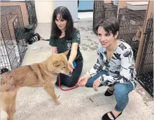  ?? SIDHARTHA BANERJEE THE CANADIAN PRESS ?? Meagan Duhamel and a Humane Society Internatio­nal volunteer with Sunny, one of more than 80 dogs rescued from South Korea, in Montreal.