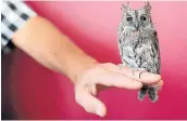  ??  ?? BIRDS OF A FEATHER: Pretorius shows off Tiny, a scops owl – the smallest of the owl species in South Africa.