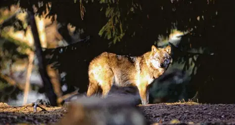  ?? Archivbild: Gesellscha­ft zum Schutz der Wölfe ?? Lange war der Wolf in den deutschen Wäldern eine Seltenheit. Seit 2000 scheint sich das Rudeltier wieder wohler zu fühlen, wie aktuelle Monitoring­zahlen zeigen. Auch in der Region, im Landkreis Dillingen, wurde kürzlich ein Wolf entdeckt.