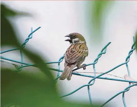  ?? FILE PIC ?? Destructio­n of wetland bird habitats, loss of shrub vegetation and reduction in breeding sites are contributi­ng to the drop in the number of sparrows.