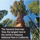  ?? ?? The General Sherman Tree, the largest tree in the world in Sequoia National Park in California