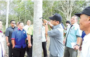  ??  ?? Ewon (centre) tapping the rubber tree when officiatin­g at the Kaingaran Mesej in Tambunan.