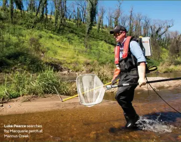  ??  ?? Luke Pearce searches for Macquarie perch at Mannus Creek.