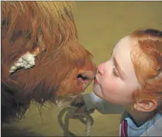  ?? Picture: Kevin McGlynn ?? Kate Cameron, 10, from Dunach gives her calf Nighean Ruadh 2nd of Dunach a wee kiss as she won best in her class and reserve champion heifer calf at last year’s autumn show. Overall, Kate’s dad John runs the Dunach fold of Highland cattle for Lord and Lady Denholm.