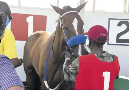  ?? (Photo: Naphtali Junior) ?? Mahogany his saddling stall preparing to be saddled before his scintillat­ing run on Saturday, June 27, 2020 at Caymanas Park.