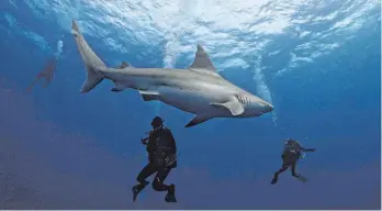  ?? FOTO: JESUS OLARTE ?? Ein Viertel aller im vergangene­n Jahr registrier­ten Haiangriff­e ereignete sich laut Experten im US-Bundesstaa­t Florida. Doch das Risiko, von einem Hai gebissen zu werden, ist selbst in Florida äußerst gering,