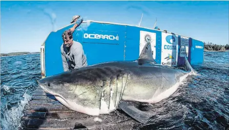  ?? R. SNOW THE CANADIAN PRESS ?? Hal, named for the people of Halifax, is a four-metre great white shark that was found and tagged off the coast of Nova Scotia on Saturday.