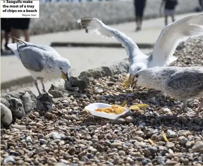  ?? Wayne Starr ?? Seagulls make the most of a tray of chips on a beach