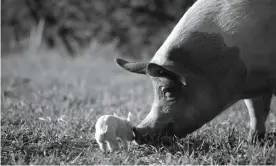  ??  ?? Gunda vision … the titular sow and her piglet. Photograph: AP