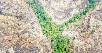  ?? — AFP file photo ?? Photo shows a gorge of Wollemi Pines in the Blue Mountains of Australia.