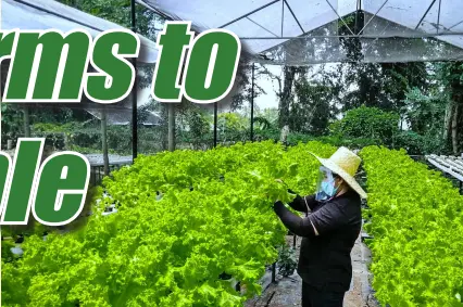  ??  ?? HYDROPONIC lettuce farming