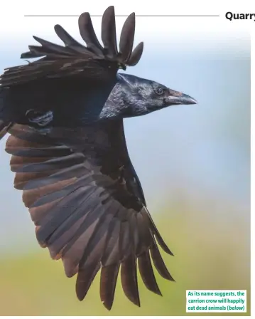  ??  ?? As its name suggests, the carrion crow will happily eat dead animals (below)