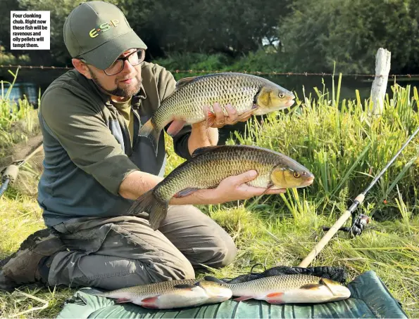  ??  ?? Four clonking chub. Right now these fish will be ravenous and oily pellets will tempt them.