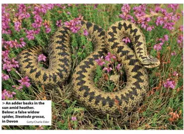  ?? Getty/Charlie Elder ?? > An adder basks in the sun amid heather. Below: a false widow spider, Steatoda grossa, in Devon