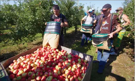  ??  ?? There are fears that the ban on low-skilled migrants will seriously affect agricultur­e in Scotland at harvest time