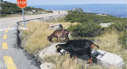  ?? Picture: AFP ?? NEW RECRUITS. Hoping to contain wildfires that threaten its mountains each year, Portugal’s government has hired goats to munch through undergrowt­h and create natural, cost-effective fire barriers.