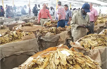  ?? — ?? Tobacco remains one of Zimbabwe’s largest foreign currency earners. (File Picture)
