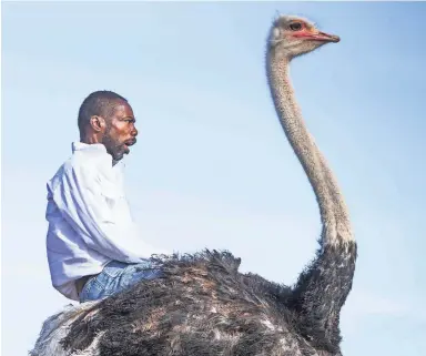  ?? TOM TINGLE/THE REPUBLIC ?? Cliff Langford rides an ostrich in a race as the Chandler Ostrich Festival gets underway Friday.