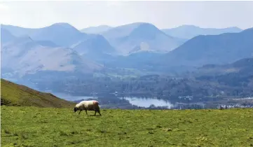  ??  ?? In the Lake District National Park, rewilding could increase the biodiversi­ty of heavily grazed fells