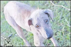  ?? Picture: SUPPLIED courtesy Greater Good Foundation ?? A sad consequenc­e of mange and other skin infections is that owners often get rid of their pets – locking them out of the compound or dumping them in another neighbourh­ood. On the streets, these animals are shunned by humans as dirty and suffer silently. Mange is treatable!