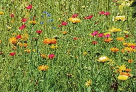  ?? Foto: Brigitte Glas ?? Um Bienen und anderen Insekten Nahrung zu bieten, setzt der Bund Naturschut­z im Landkreis auf sogenannte Blühstreif­en.