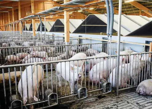  ?? FOTO: IMAGO STOCK ?? Wird die Afrikanisc­he Schweinepe­st in einem Betrieb nachgewies­en, müssen die anderen Tiere ebenfalls fast immer getötet werden.