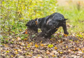  ??  ?? Spaniels are prone to a variety of injuries, but among the most common are shoulder problems