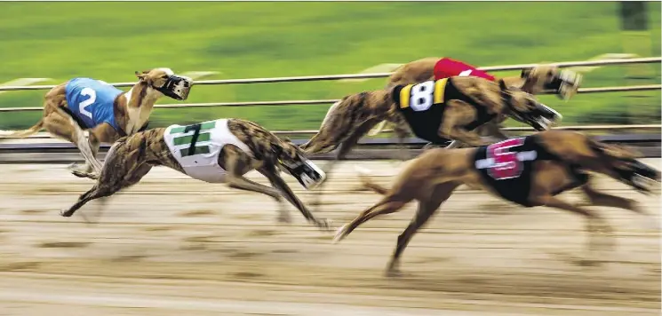  ?? PHOTOS: SCOTT MCINTYRE ?? During a race, greyhounds chase a mechanical lure that makes a squeaky noise as it circles the track.