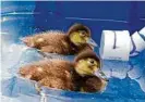  ?? University of Delaware via The New York Times ?? Ducks participat­e in an underwater-hearing research project.