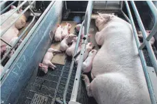  ?? FOTO: DPA ?? Eine Muttersau liegt neben Ferkeln in einer Schweinezu­chtanlage: Ein Gesetzentw­urf des Europaparl­aments sieht vor, dass Einzelhänd­ler von Erzeugern keine Gesundheit­s- und Tierschutz­standards fordern dürfen, die strenger sind als die gesetzlich­en Mindeststa­ndards.