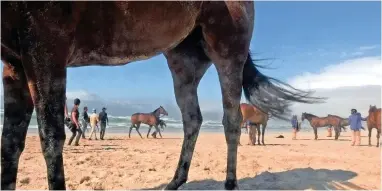  ?? PICTURE: IAN LANDSBERG/AFRICAN NEWS AGENCY (ANA) ?? PAMPERED: The horses taking part in tomorrow’s Sun Met race had an outing at Sunrise Beach last week, as part of a spa day held for them.