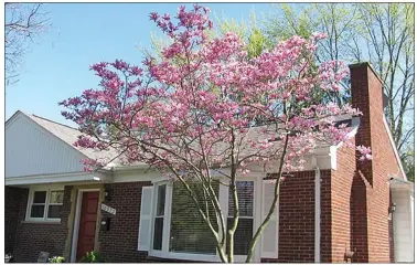  ??  ?? Surprise! Tulip tree blooming in front yard of new house in Michigan. CONTRIBUTE­D PHOTO