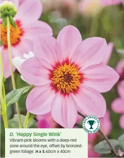  ??  ?? D. ‘Happy Single Wink’
Vibrant-pink blooms with a deep-red zone around the eye, offset by bronzedgre­en foliage. H x S 60cm x 40cm