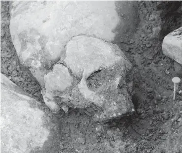  ?? Bild: Fredrik Hallgren ?? Rund 8000 Jahre alter Schädel eines Jägers und Sammlers aus Schweden